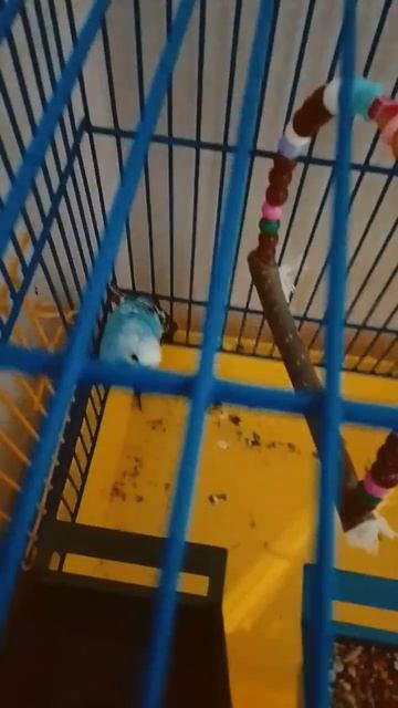 попугай Маня