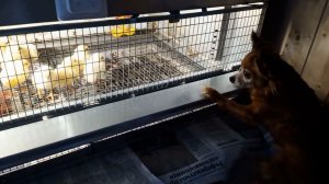 Ах вы, мои цыпочки!