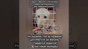 "Ты больше нам не нужна!"-- услышала она и была сдана в отлов.
Так разводчики навсегда избавились