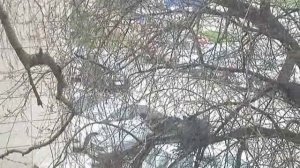 горлица птица голубь горлица обыкновенная горлица гнездо горлицы дикая горлица