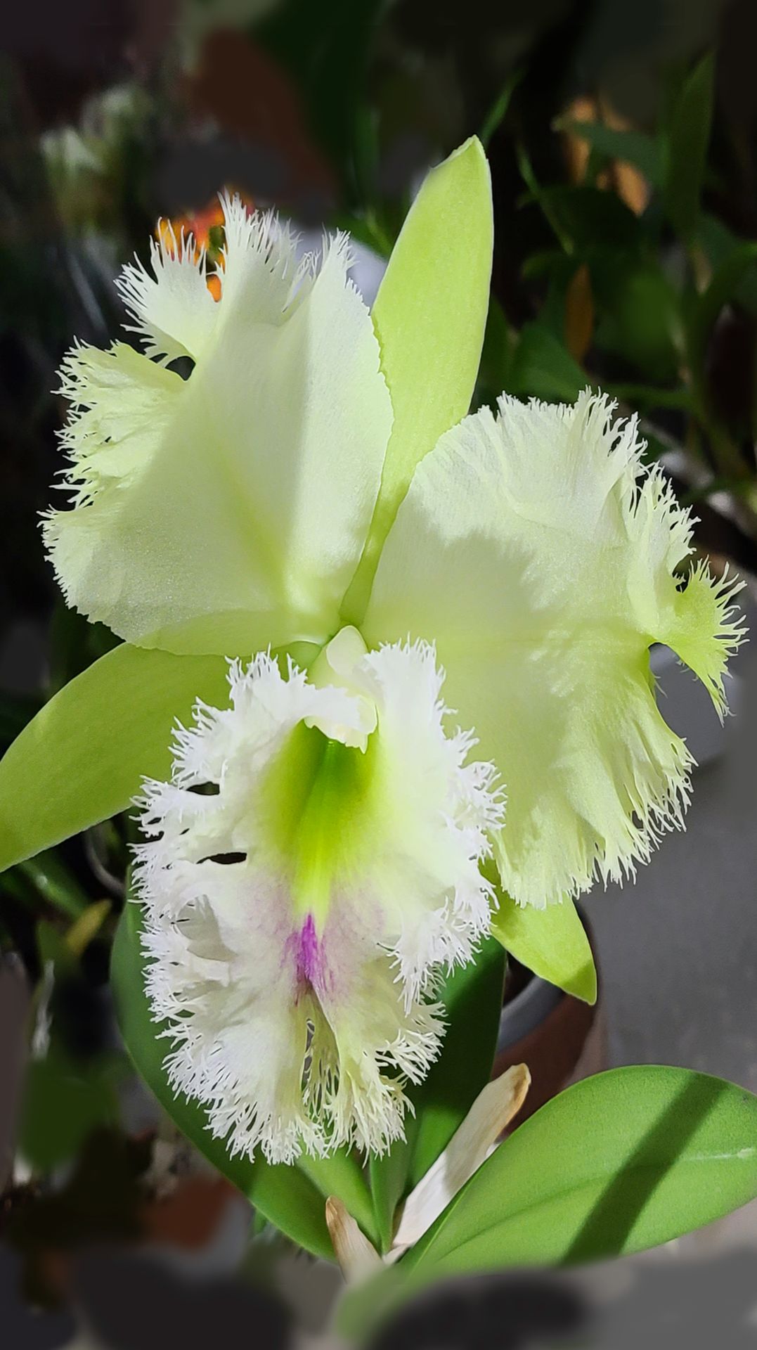 Орхидея каттлея гибрид Rlc. Golf Green Hair Pig