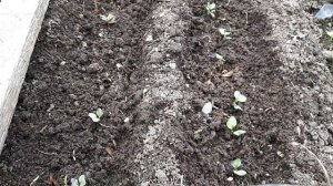 2335.  ВПЛ. Всходы, капусту окучить!