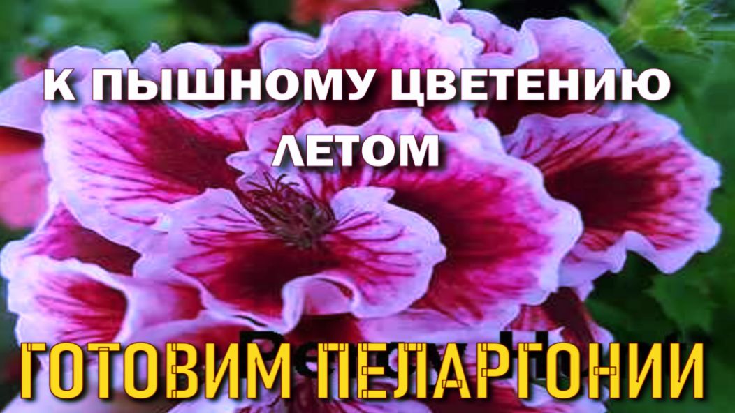 Готовим пеларгонии к пышному цветению.