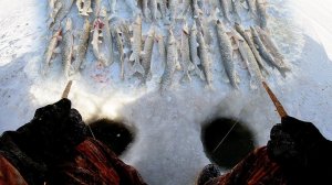 Столько Щуки Я Никогда Не Видел! нереально Крутая Русская Рыбалка на Амуре Трофейные Уловы Щуки 2026