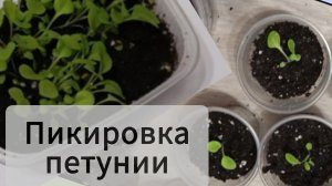 🌸 Как пикировать петунию. 05.04.2026