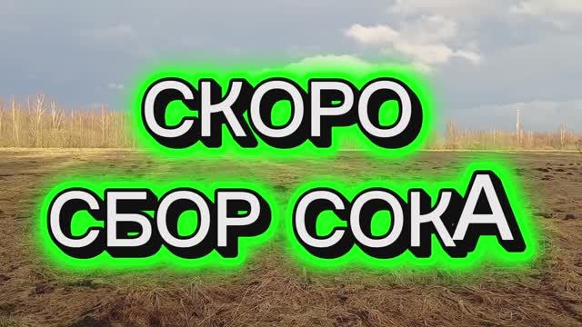 Скоро сбор природного эликсира ⏳️👍