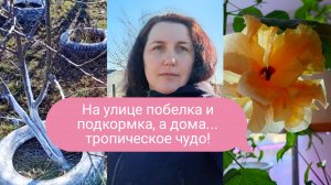 06-04-2026На улице побелка и подкормка, а дома... тропическое чудо!