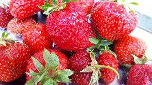 2340. Рассадный 2026 г. Чистим клубничные посадки.