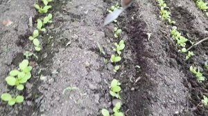 2305.  ВПЛ. Всходит лук семенами.