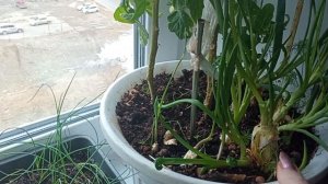 6 АПРЕЛЯ 2026 г.   ОГОРОД НА ПОДОКОННИКЕ. РАССАДА РАСТЁТ.