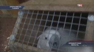 Телеканал «ТВЦ», программа «Петровка 38», 03.04.2026