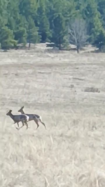 гуляем с косулями