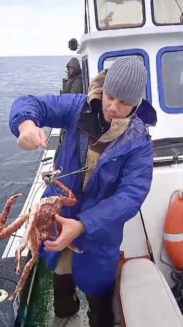 Краболовка 290-330 гр от Mr.Musurok в деле 🎣