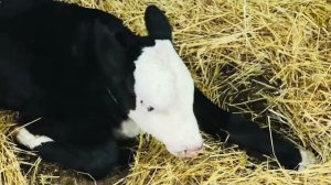 Я радовалась одному теленочку,  кто их ДЕСЯТЬ перемумукиваются с мамками😳