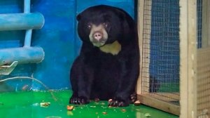 Малайская медведица по имени Миша желает поближе познакомиться.