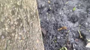 Мои растишки вылезли, все живые.