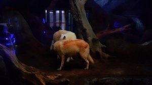 #По Волчим Законам#
 Душевный Шансон💯💣