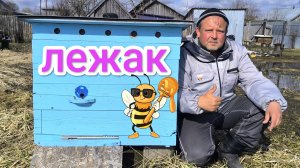 Весенняя ревизия пчёл в лежаке. Пчеловодство!