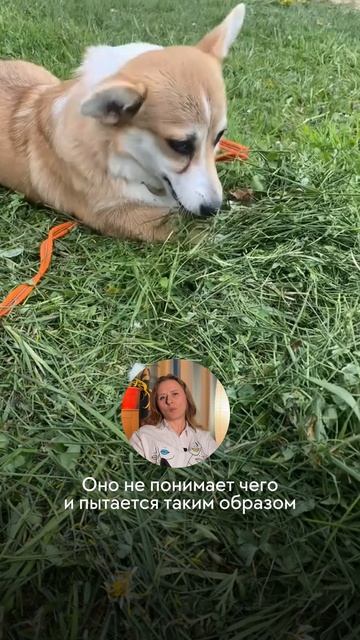 Собакам подбирает всё с земли