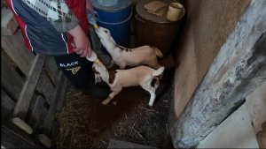 Сил нет, аж плохо стало! Реальная жизнь в деревне