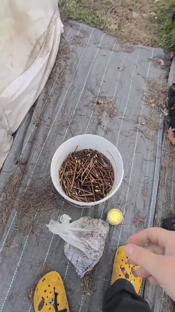 Внеплановое черенкование метельчатой гортензии 😅#гортензия #метельчатаягортензия #ванилафрайз #чер