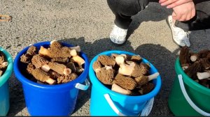 Сморчки //торговля на трассе //сморчки без клещей 😄// архив //