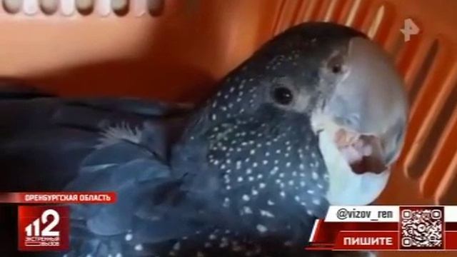 Телеканал «РЕН ТВ», программа «Экстренный вызов 112», 03.04.2026