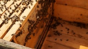 Состояние пчелиной семьи на 6.04.2026 года !