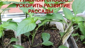 Главный способ ускорить развитие рассады.