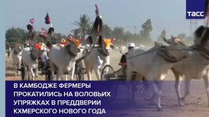 В Камбодже фермеры прокатились на воловьих упряжках в преддверии кхмерского Нового года