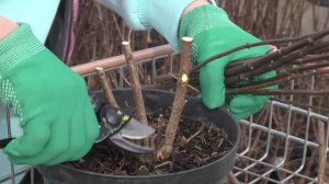 Весенняя обрезка гортензий!!! «Дачные советы» с Верой Викторовной. СЕЗОН ОТКРЫТ!