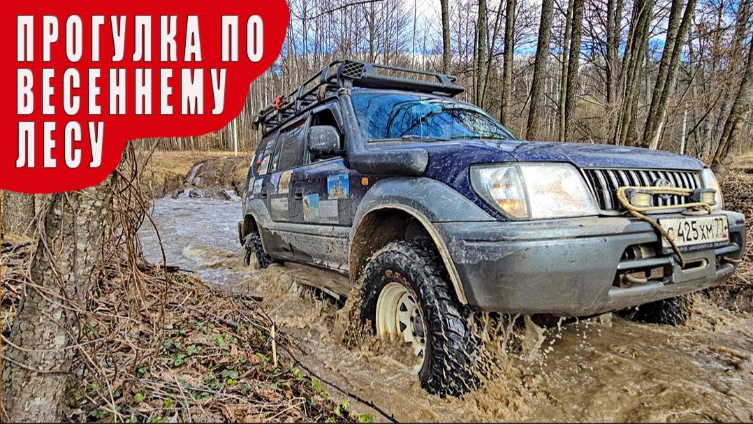 Прогулка по весеннему лесу. Апрель 2026