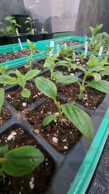 Прищипнем гортензии