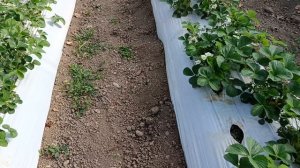 Сорт клубники Мурано, массовое цветение, Белореченский район