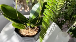 Первый ПОЛИВ орхидеи после ПЕРЕСАДКИ 💦 Первое цветение ОрХиДеЙ- мутантов #орхидеи