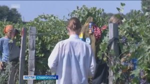 На Ставрополье сельхозпредприятиям возмещают расходы на практику студентов