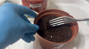 Посадила огурцы на ранний урожай.