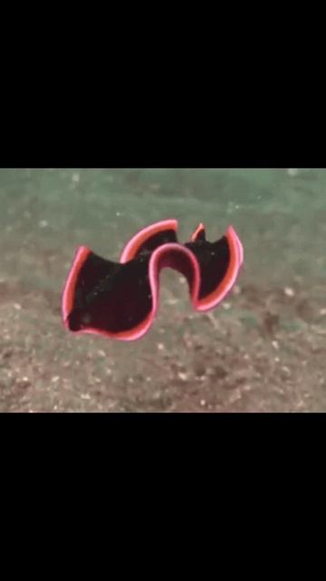 Филипп Генри Госсе #факты #хочуфакты #история #этотдень #юмор #шортс #наука #history #historicalfact