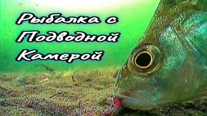 ДВА ДНЯ ХОДИЛ по ВОДОЁМУ, ИСКАЛ РЫБУ, а ПРОБУРИЛ у БЕРЕГА и НАЛОВИЛ ВЕДРО ЦАРСКОЙ РЫБЫ
