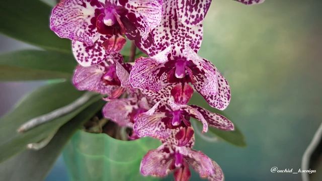 Phal. Aleksandra peloric  Домашнее цветение красивицы бабочки  Голландская орхидея Александра