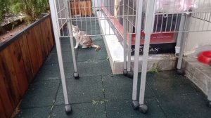 Пойдем сегодня со мной в турецкий зоомагазин