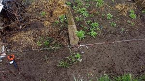 Начало сезона, работы на винограднике