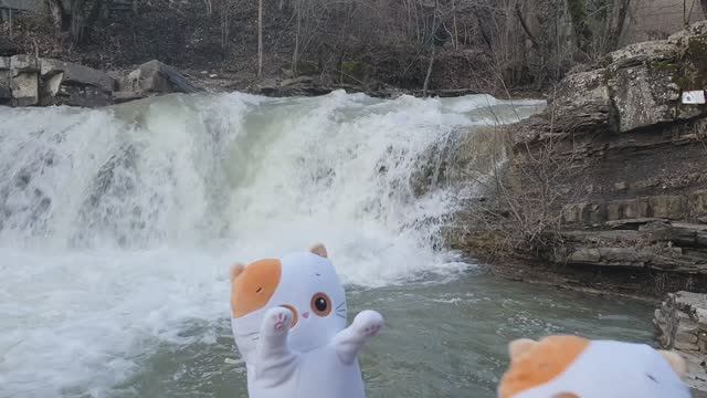 20230306 Коты на водопадах