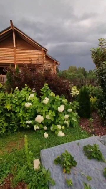 Голубика Элизабет