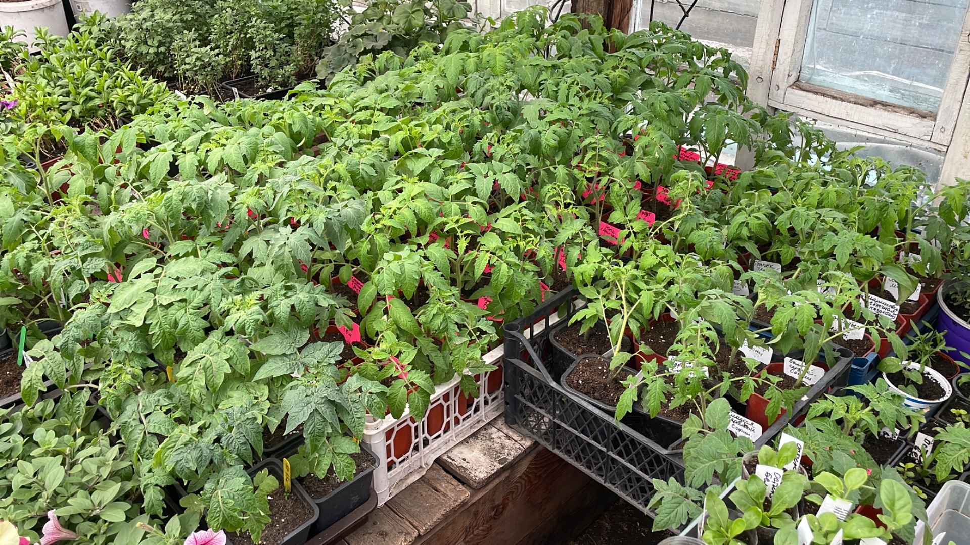 Сибирь. Переваливаю томаты в больший объём, от посева 1 марта.