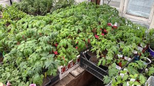 Сибирь. Переваливаю томаты в больший объём, от посева 1 марта.