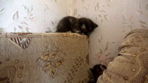 Смешные котята и мама кошка