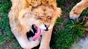 Такой ШИКАРНЫЙ весенний парк! Львы устроили вечернюю лежку на солнышке!