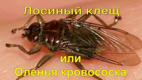 Лосиный клещ или Оленья кровососка смотреть онлайн