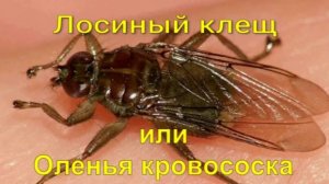 Лосиный клещ или Оленья кровососка